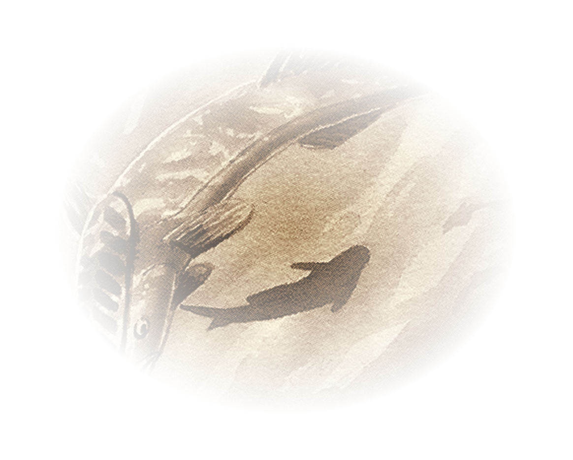 Remora Engraving